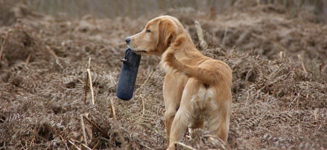 Image by currens on Pixabay